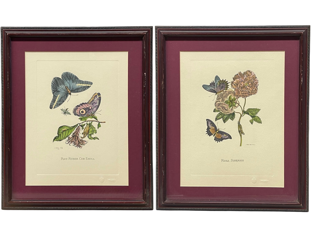 The Marian Pl. 31, Merian Pl. 60, Caligo Butterfly, Wasp, with Original Stamps