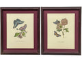 The Marian Pl. 31, Merian Pl. 60, Caligo Butterfly, Wasp, with Original Stamps