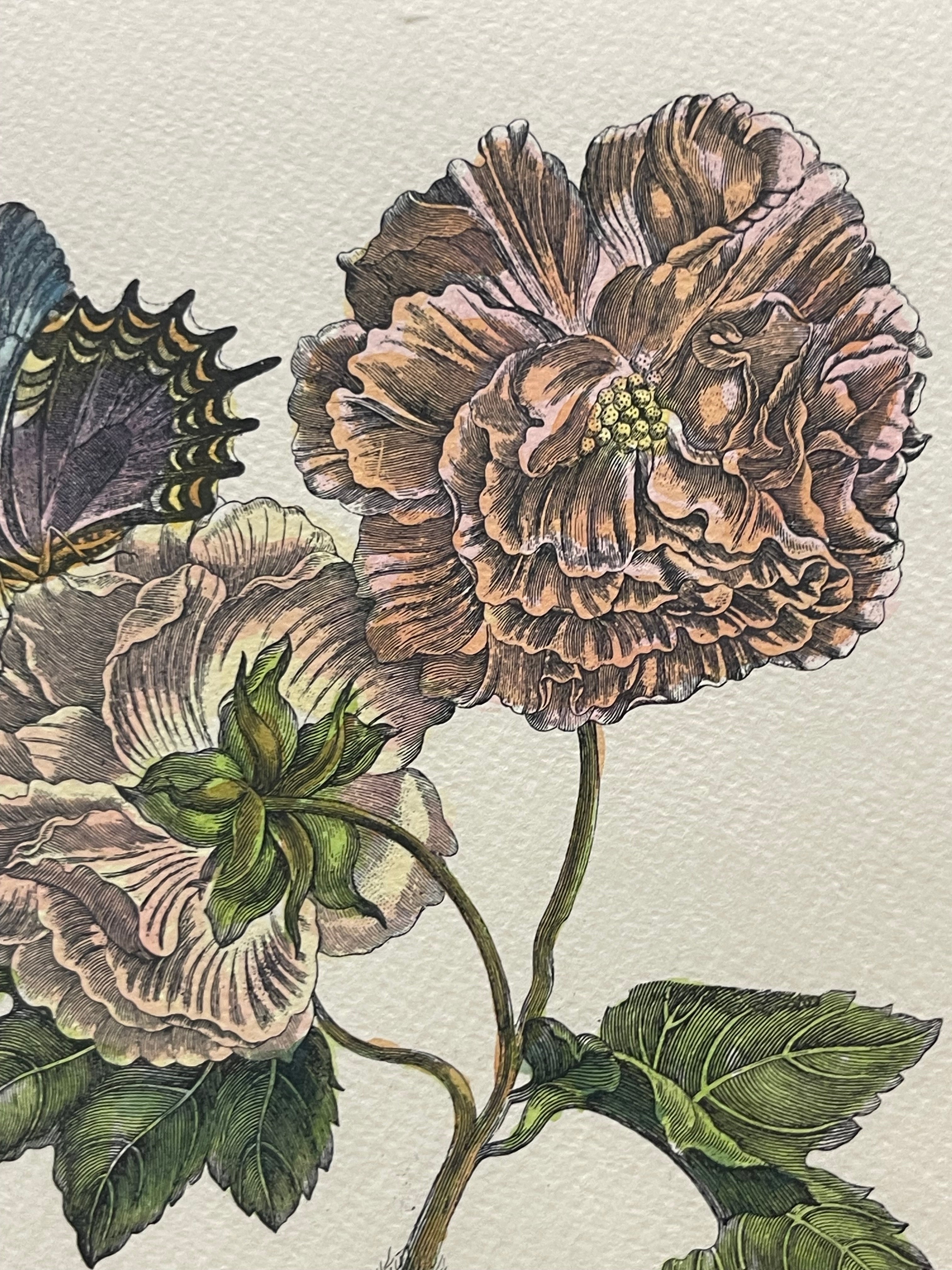 The Marian Pl. 31, Merian Pl. 60, Caligo Butterfly, Wasp, with Original Stamps