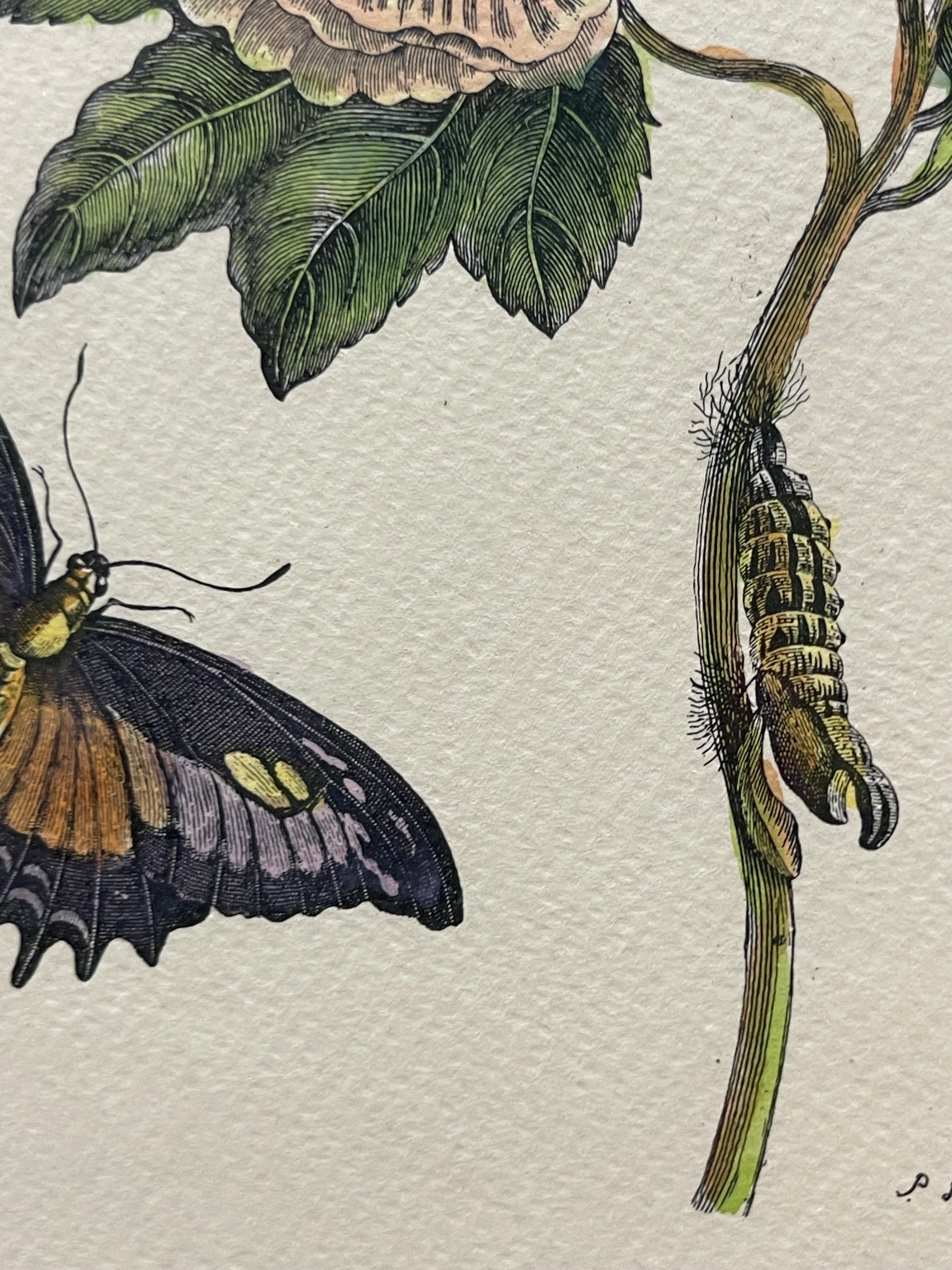 The Marian Pl. 31, Merian Pl. 60, Caligo Butterfly, Wasp, with Original Stamps