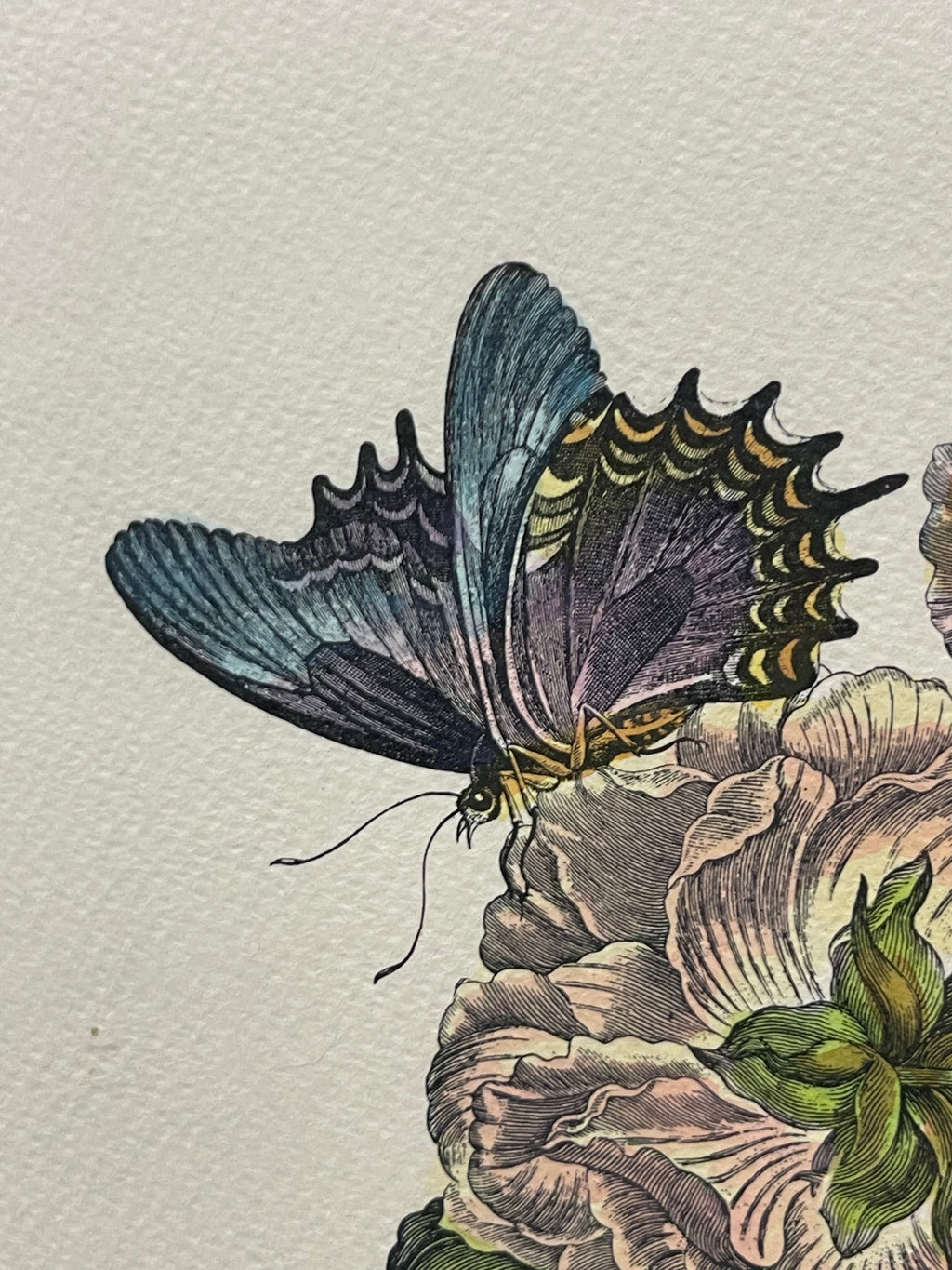 The Marian Pl. 31, Merian Pl. 60, Caligo Butterfly, Wasp, with Original Stamps