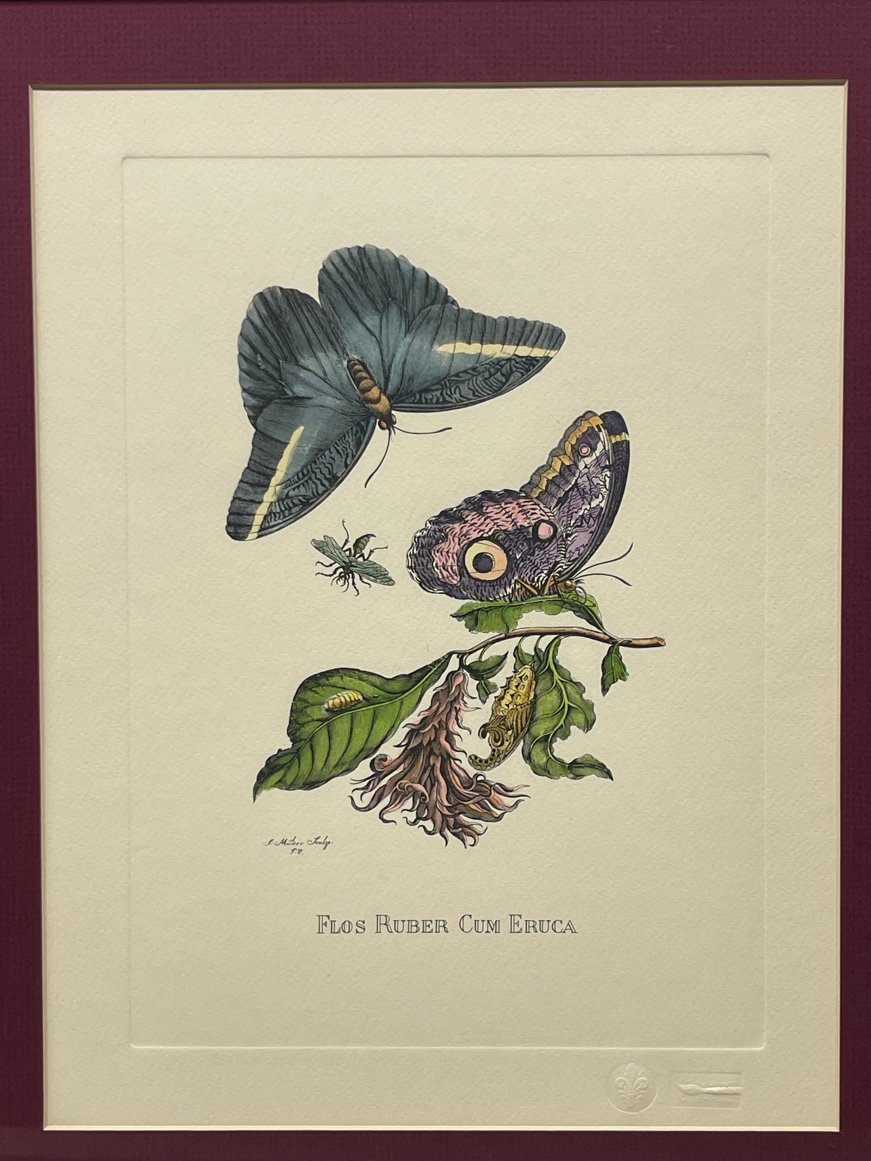 The Marian Pl. 31, Merian Pl. 60, Caligo Butterfly, Wasp, with Original Stamps