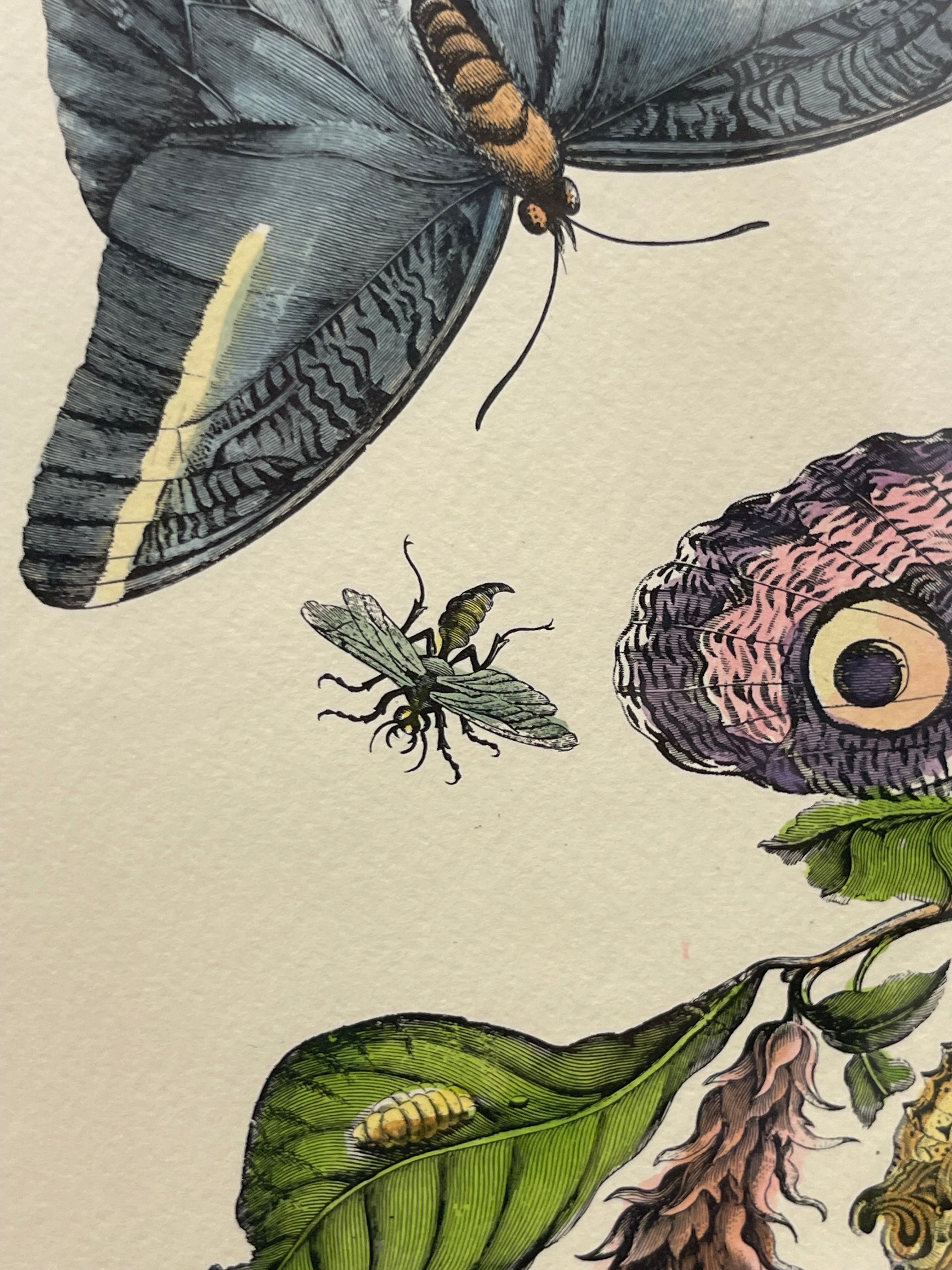 The Marian Pl. 31, Merian Pl. 60, Caligo Butterfly, Wasp, with Original Stamps