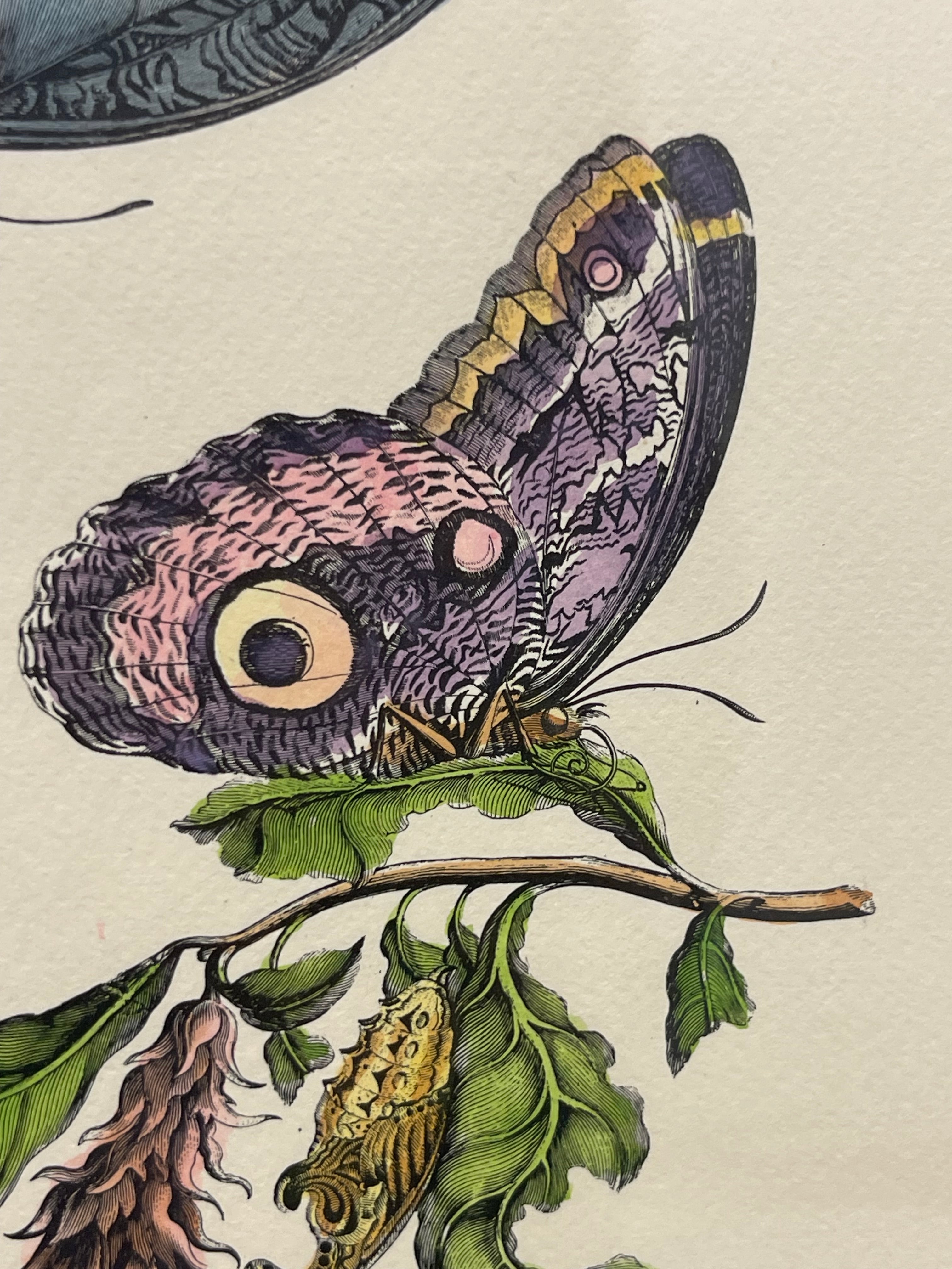 The Marian Pl. 31, Merian Pl. 60, Caligo Butterfly, Wasp, with Original Stamps