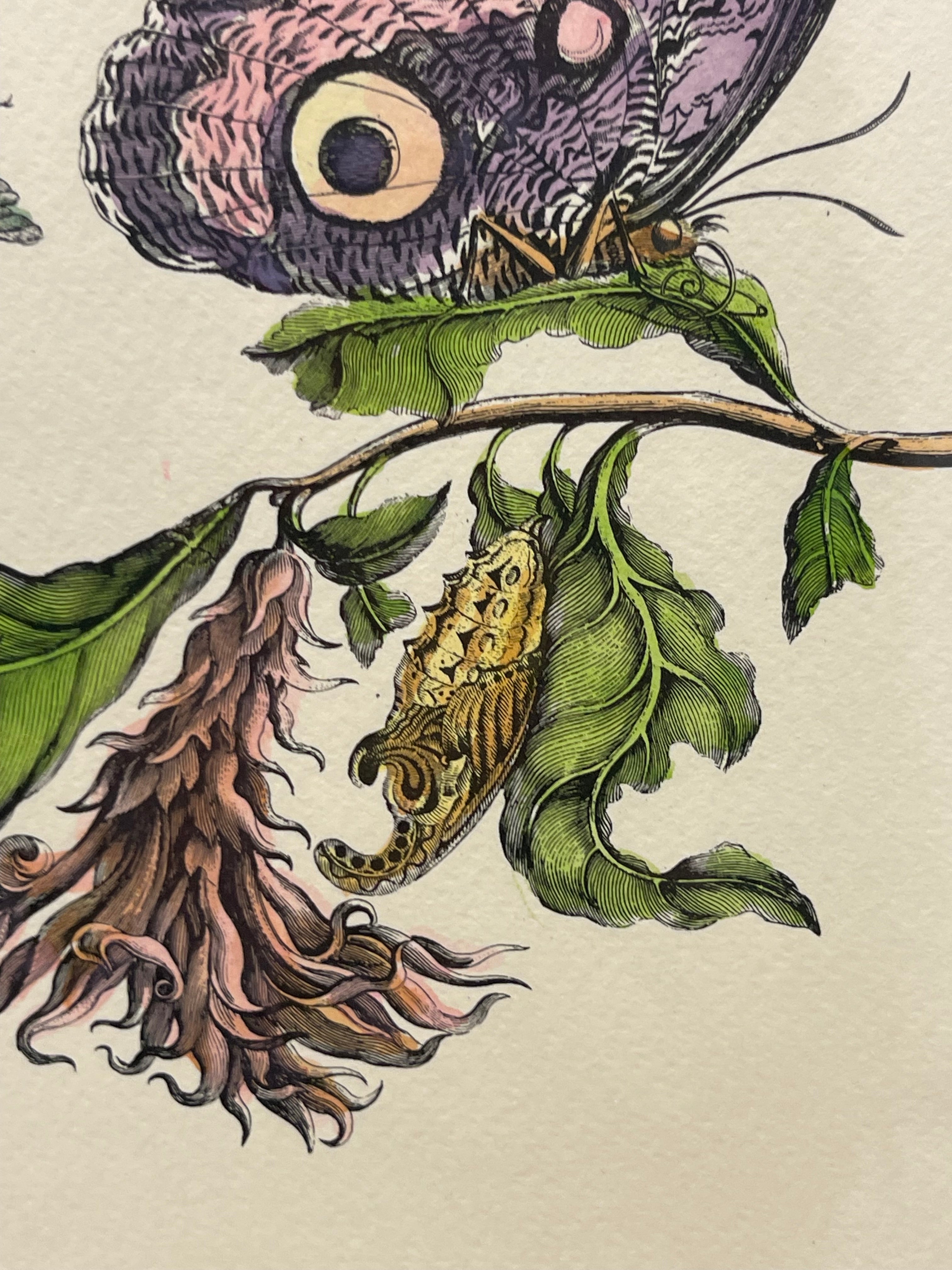 The Marian Pl. 31, Merian Pl. 60, Caligo Butterfly, Wasp, with Original Stamps