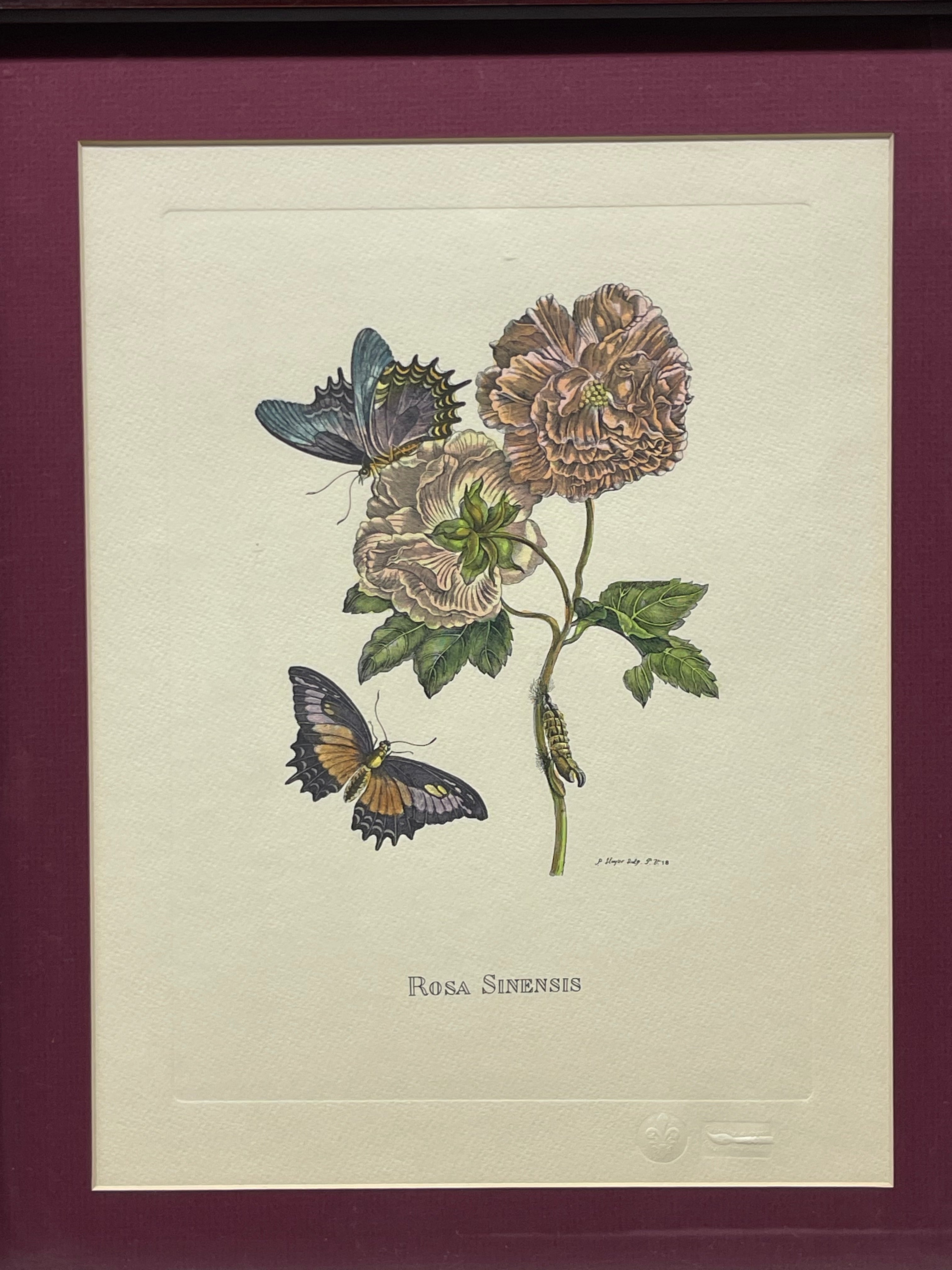 The Marian Pl. 31, Merian Pl. 60, Caligo Butterfly, Wasp, with Original Stamps