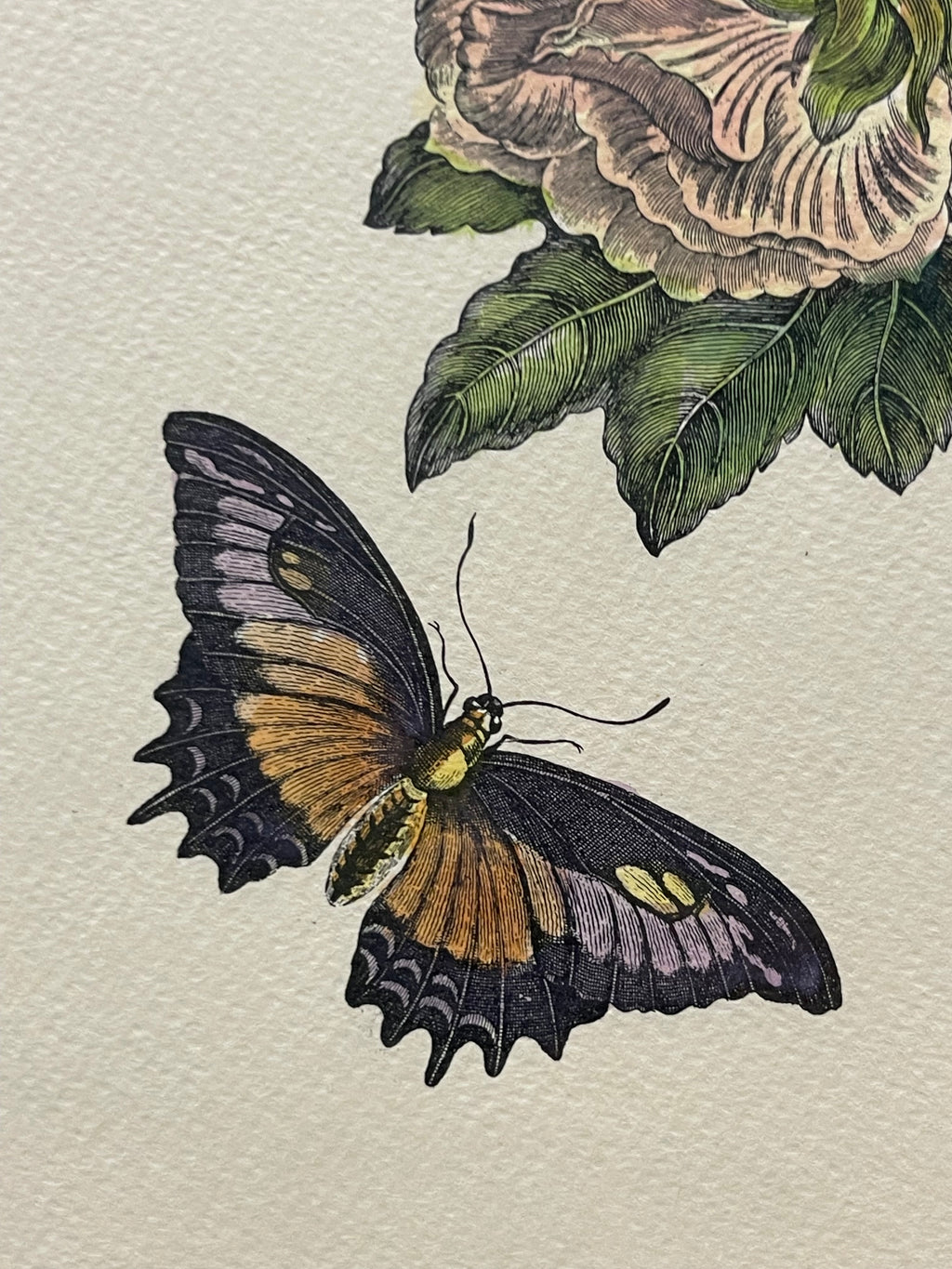 The Marian Pl. 31, Merian Pl. 60, Caligo Butterfly, Wasp, with Original Stamps