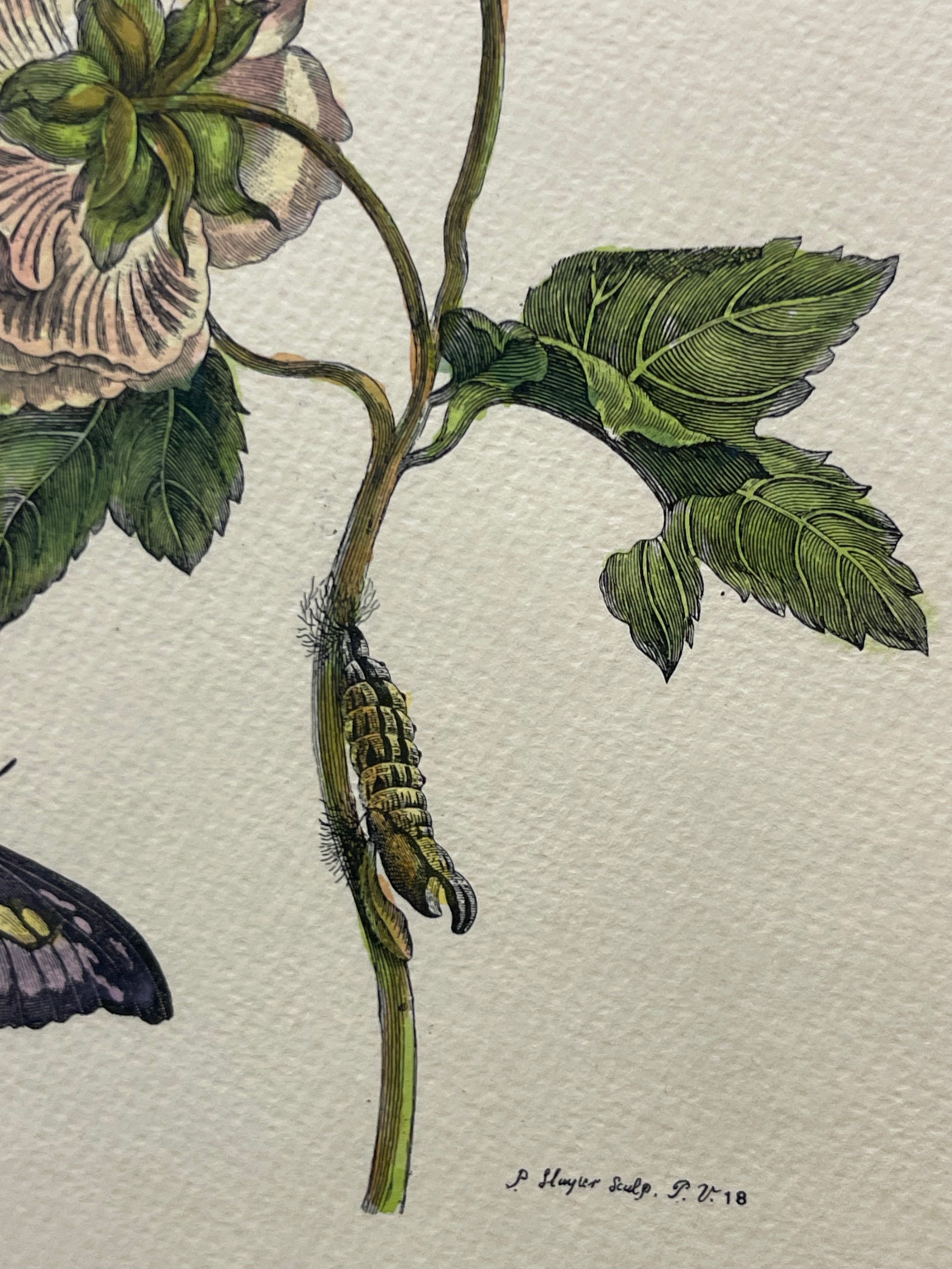 The Marian Pl. 31, Merian Pl. 60, Caligo Butterfly, Wasp, with Original Stamps