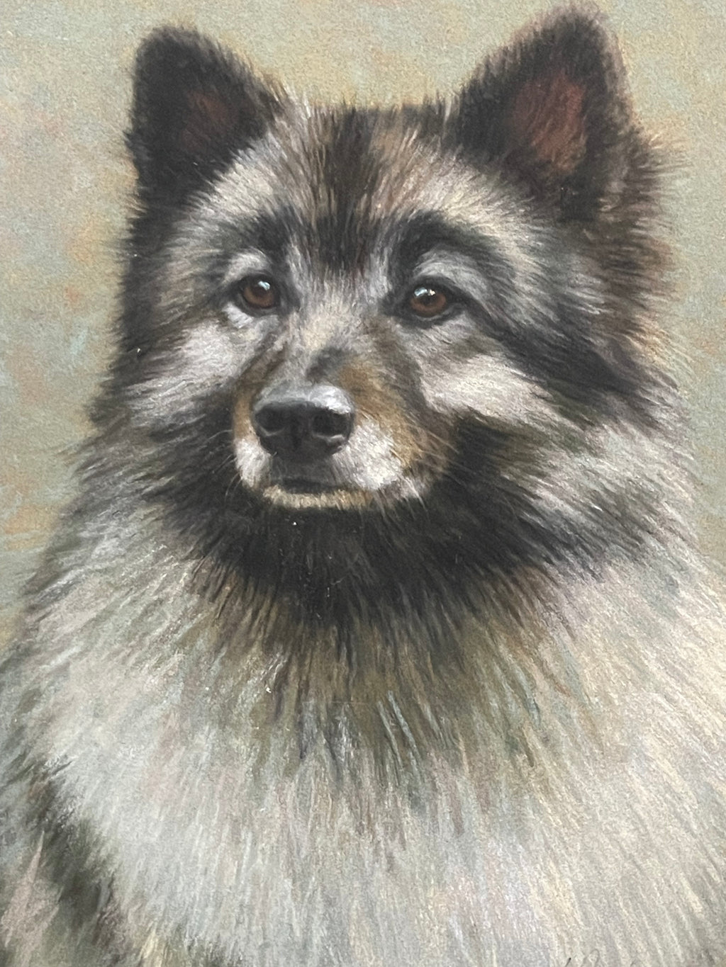 Pastel on Paper of a Husky