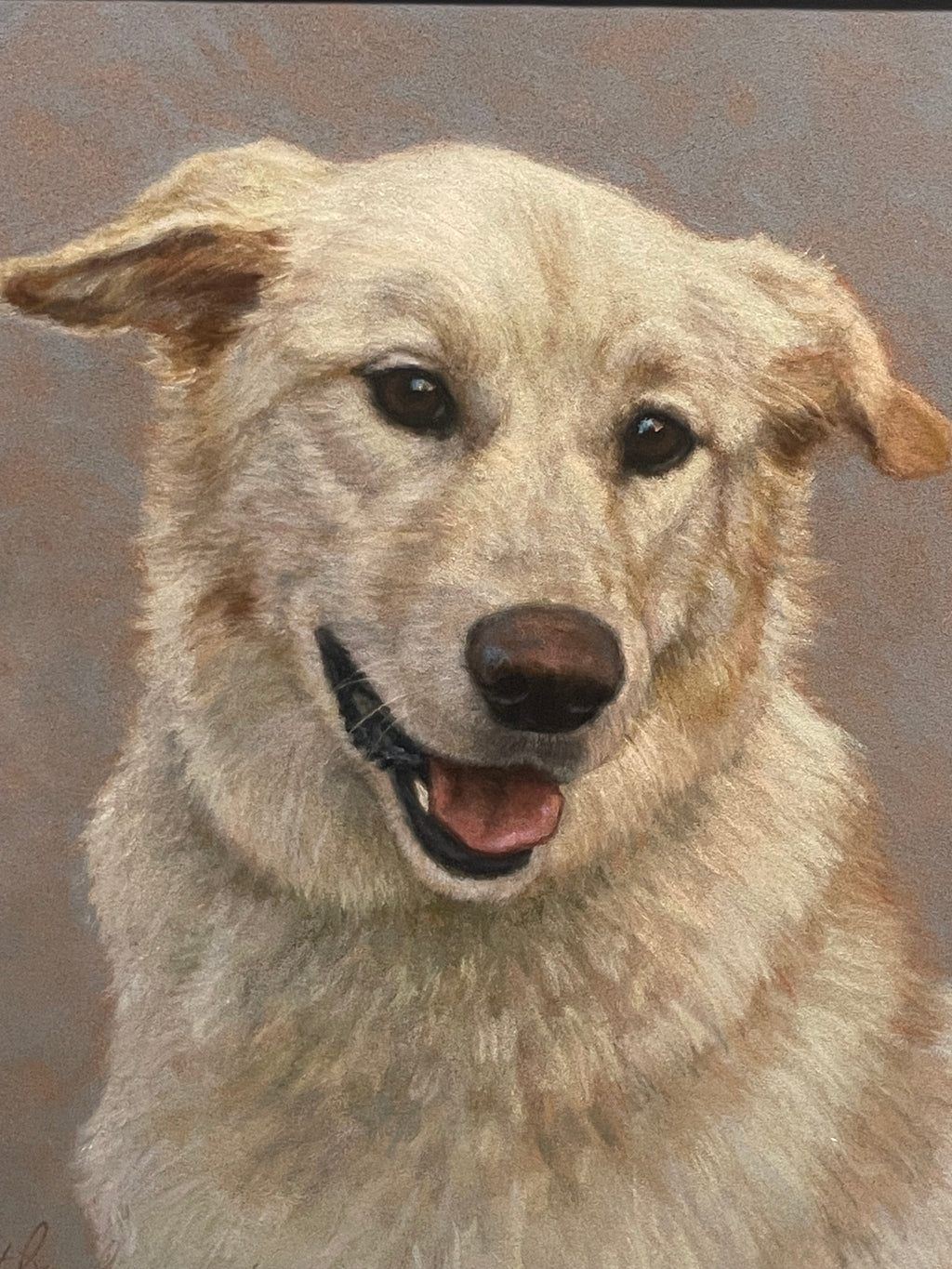 Pastel on Paper of a Labrador