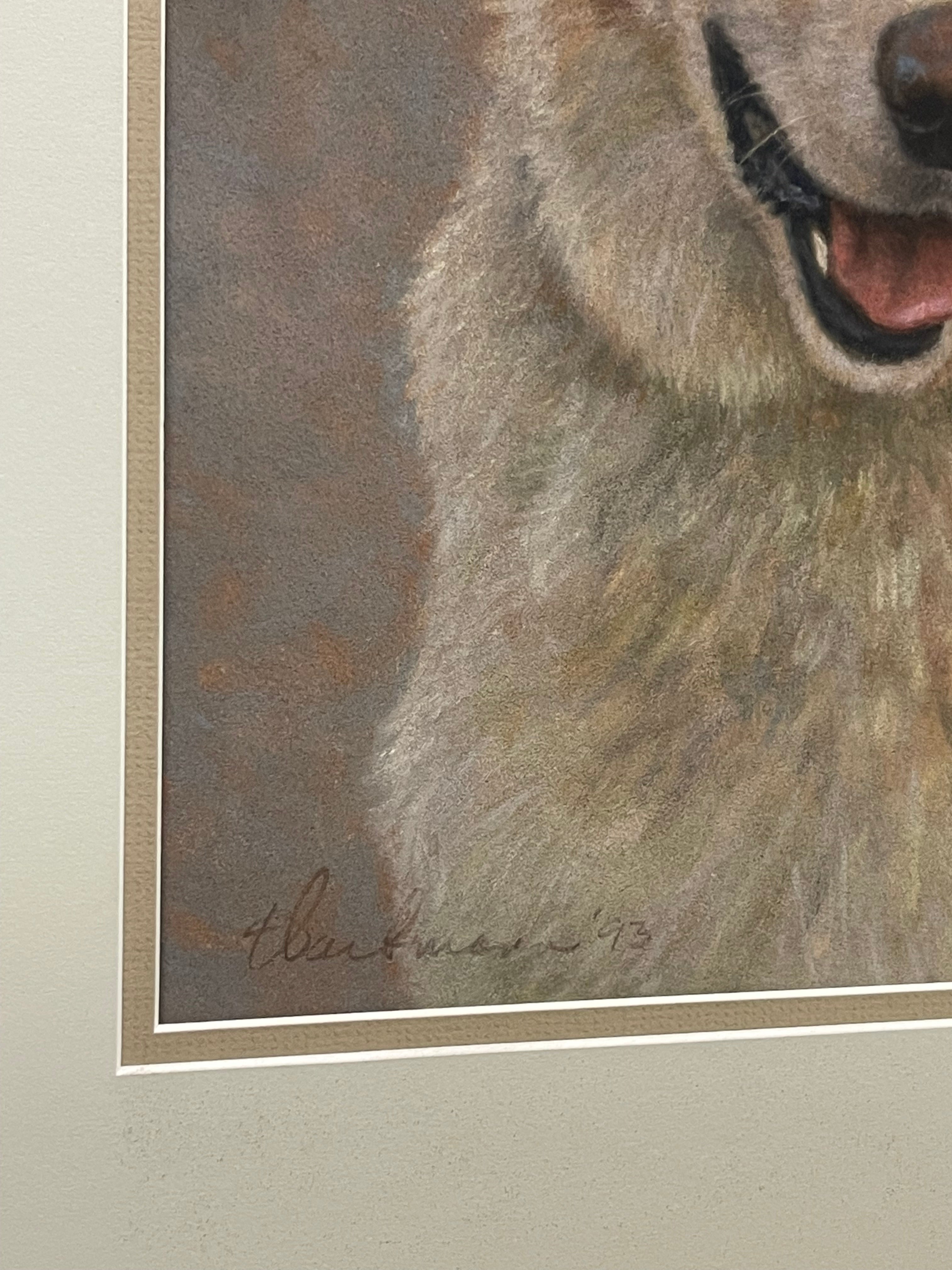Pastel on Paper of a Labrador